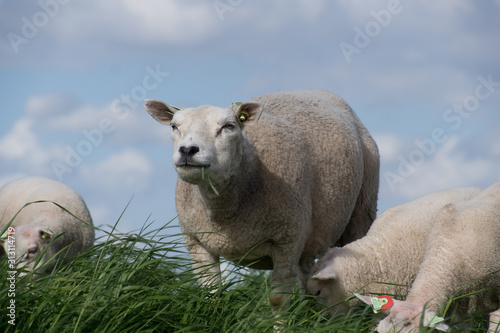 schapen op de dijk photo