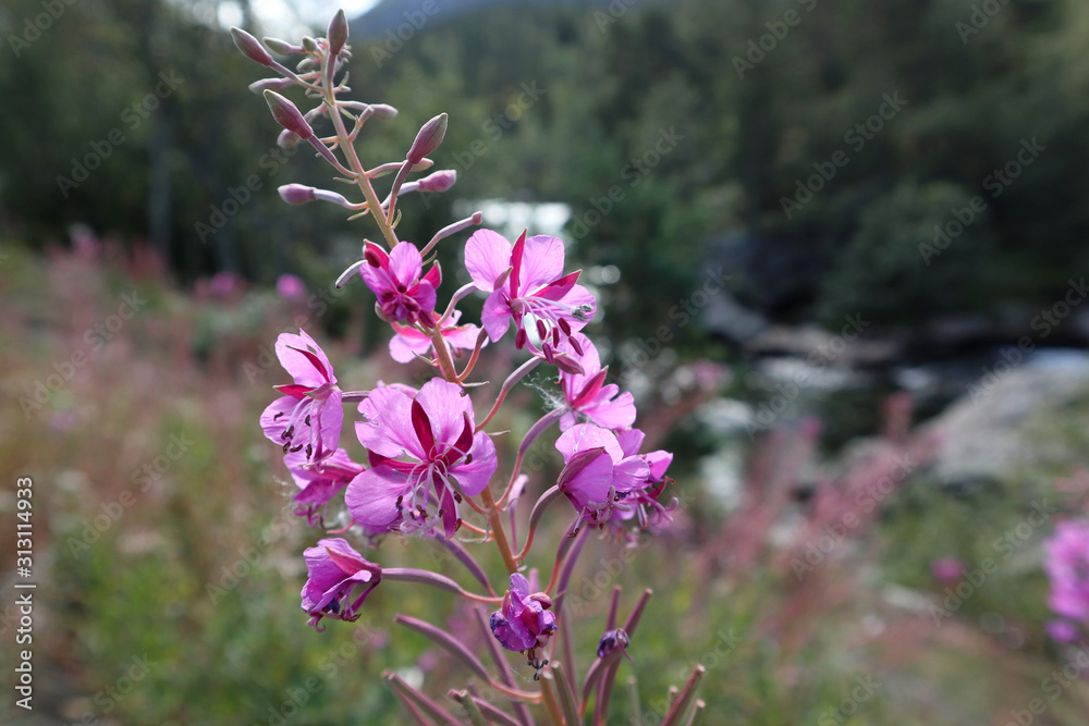 Obraz premium Nice purple wild flowers blossom macro on river bank in mountains sunny close-up background