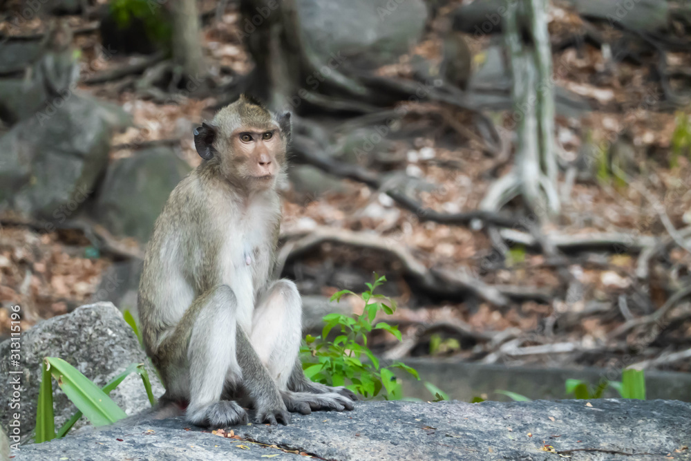 Wild animal, monkey in natural posture looking at camera Stock Photo | Adobe Stock Wild animal, monkey in natural posture looking at camera Stock Photo | Adobe Stock