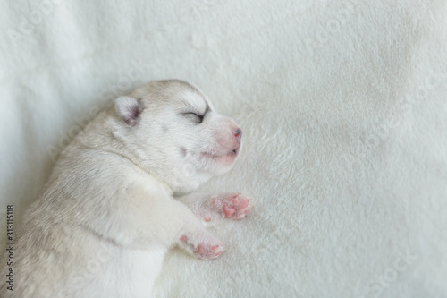 Husky breed puppy with eyes closed, silver color, pink dog nose, neutral background, isolated