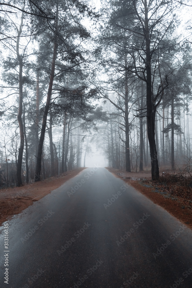 asphalt road in a misty forest with tall pine trees asphalt road in a misty forest with tall pine trees