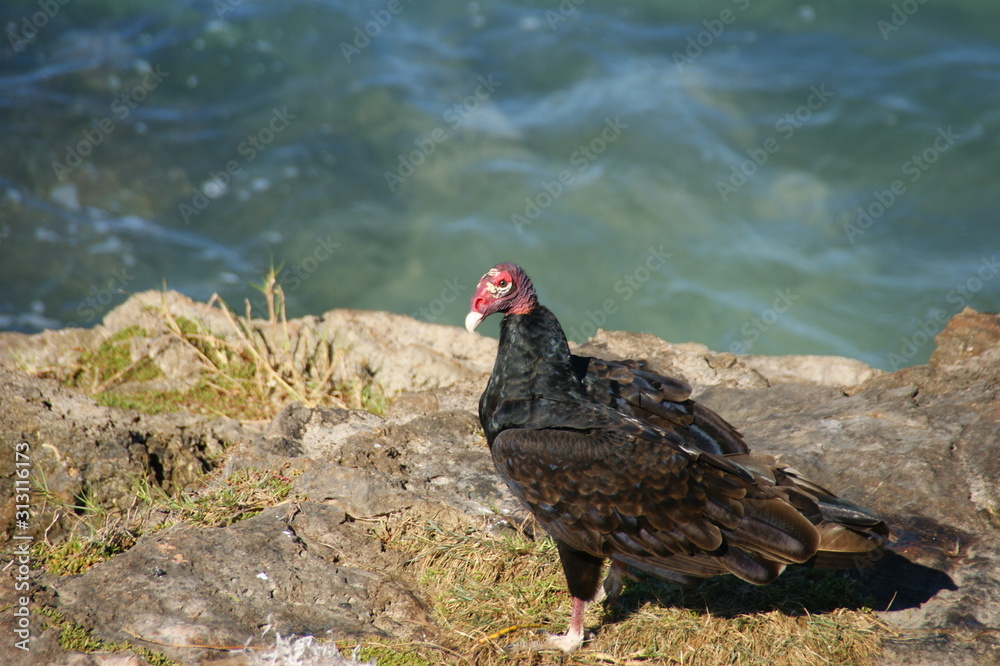 Turkey Vulture. Living in Cuba Turkey Vulture eat carrion Turkey Vulture. Living in Cuba Turkey Vulture eat carrion