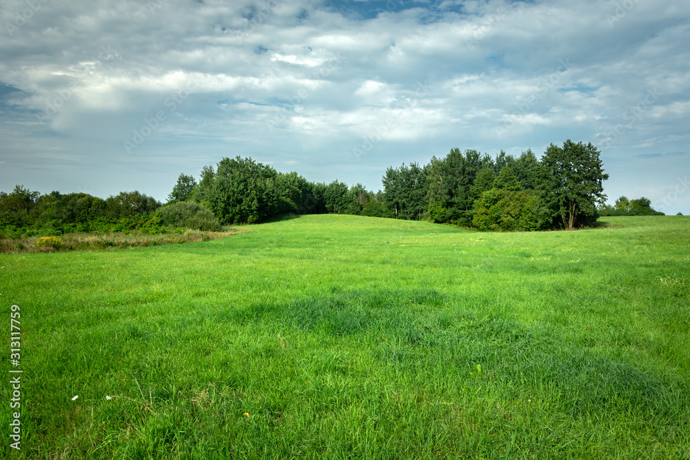 Green meadow with forest, view on a sunny day - obrazy, fototapety, plakaty 