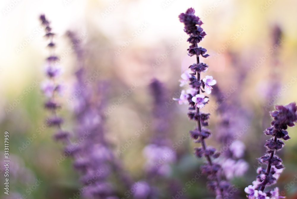 Fototapeta premium Lavendel