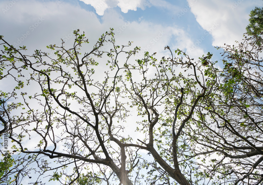 Green leaves frame with sky background and copy space for text Green leaves frame with sky background and copy space for text