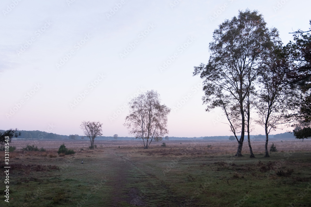 Three trees on open heathland at sunrise in Hilversum