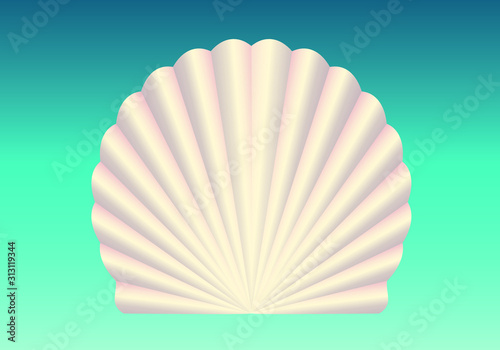 sea shell isolated on white background