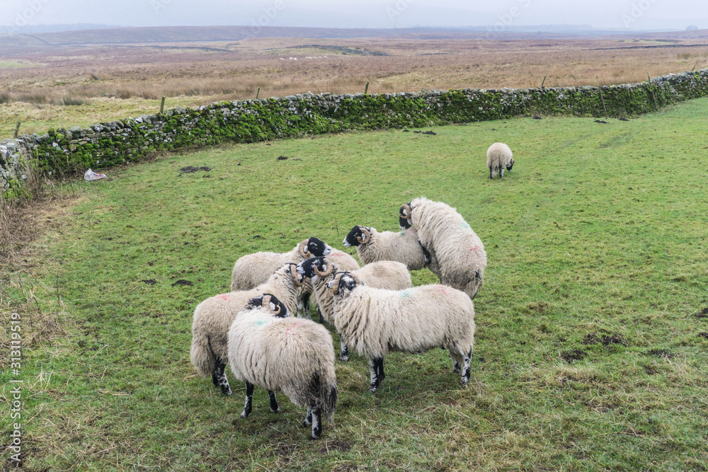 Fototapeta premium Frisky sheep grazing on rural farmland in North Yorkshire, England