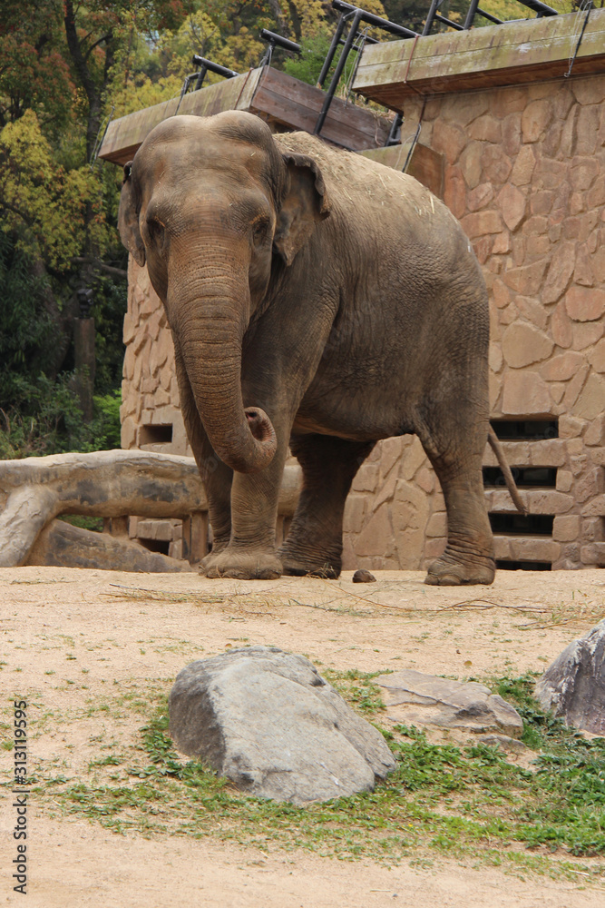 Naklejka premium elephant in a zoo in osaka (japan) 