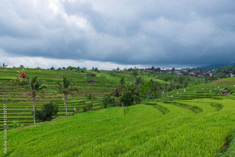 Rice Terraces, coconut palms and banana trees on a rainy day in Jatiluwih, in Central Bali, Indonesia.