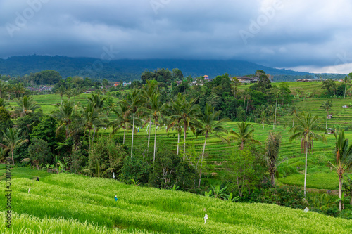 Rice Terraces, coconut palms and banana trees on a rainy day in Jatiluwih, in Central Bali, Indonesia.