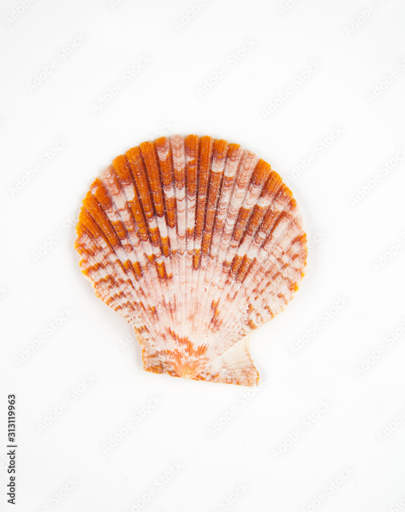 Fototapeta premium One half shell with ridges isolated
