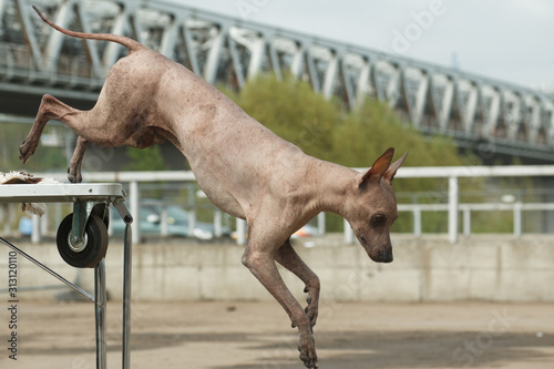Jumping dog breed Peruvian Hairless Dog (Peruvian Inca Orchid, Hairless Inca Dog, Viringo, Calato, Mexican Hairless Dog) photo