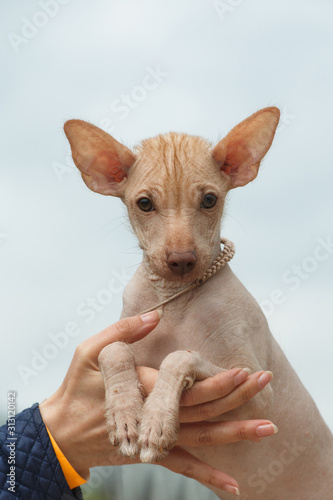 Puppy of breed Peruvian Hairless Dog (Peruvian Inca Orchid, Hairless Inca Dog, Virigo, Calato, Mexican Hairless Dog) photo