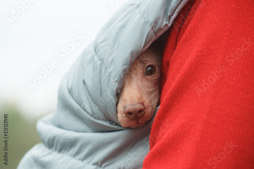 Puppy of the breed Peruvian Hairless Dog (Peruvian Inca Orchid, Hairless Inca Dog, Virigo, Calato, Mexican Hairless Dog) peeks out from the armpit photo