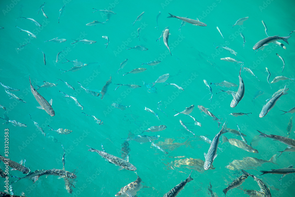 Clear surface Shoal of fish in seawater, many sea fishes top view, fry, sea water surface, small fish on the surface of the sea water aquamarine azure reflection turquoise blue animals in wilde life Clear surface Shoal of fish in seawater, many sea fishes top view, fry, sea water surface, small fish on the surface of the sea water aquamarine azure reflection turquoise blue animals in wilde life