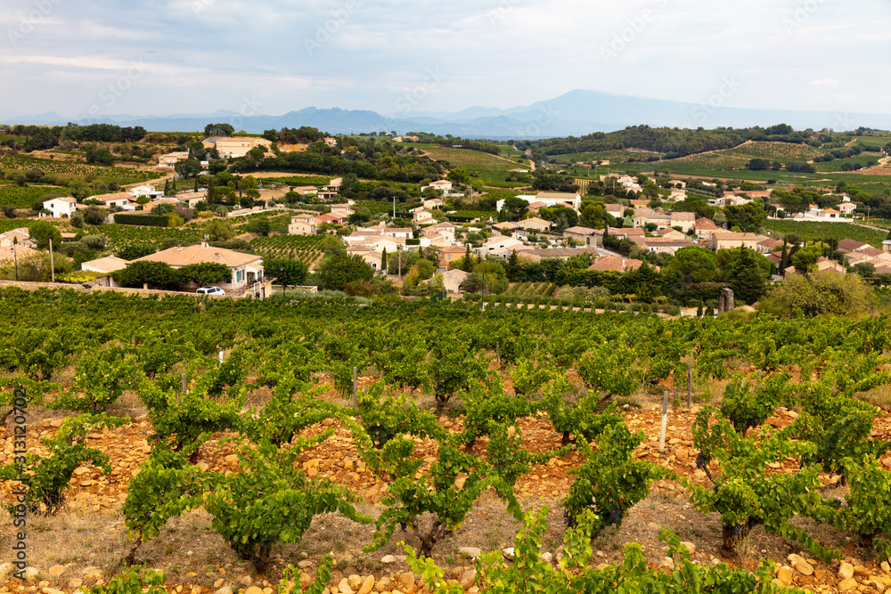 vineyards near Chateauneuf-du-Pape, Provence, France vineyards near Chateauneuf-du-Pape, Provence, France