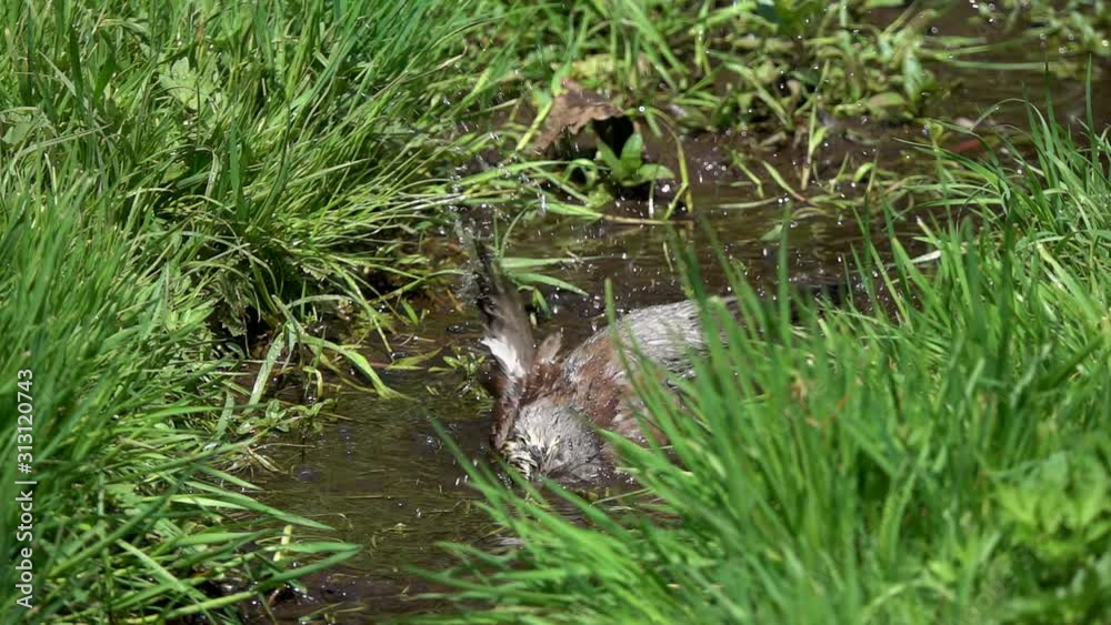 Thrush Fieldfare Bird (Turdus pilaris): Slow Motion Video of Small Bird Having a Bath in a Stream in Early Spring among Young Green Grass