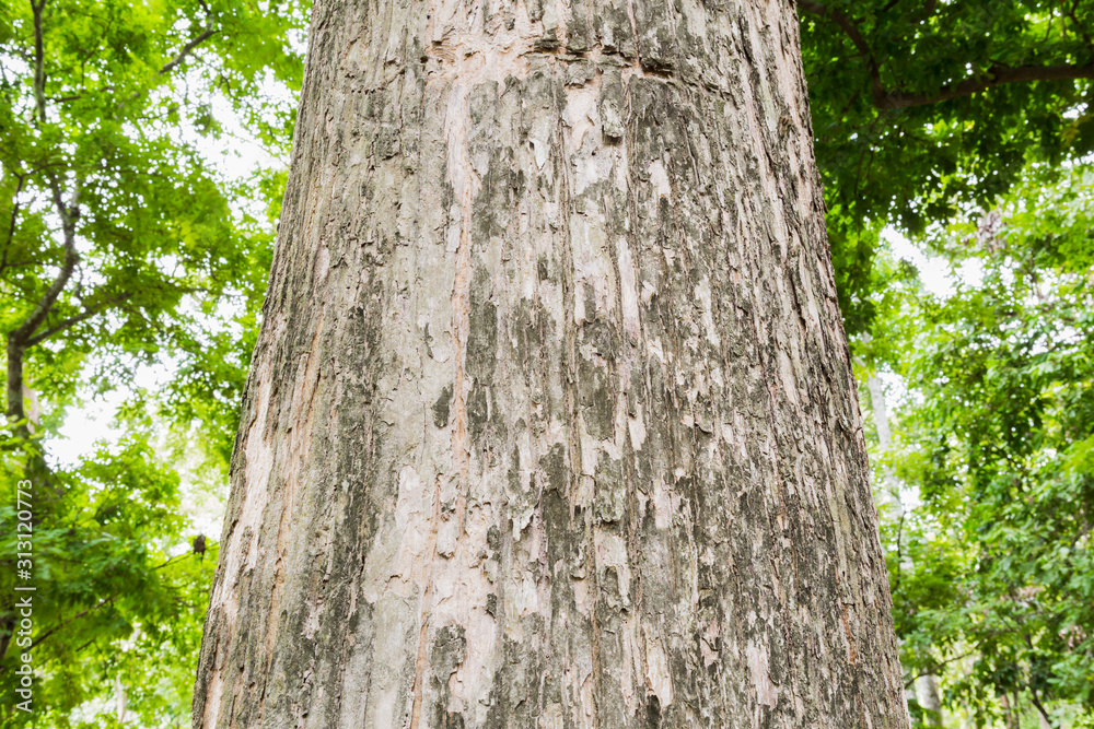 Teak tree in the forest with blurred background Teak tree in the forest with blurred background