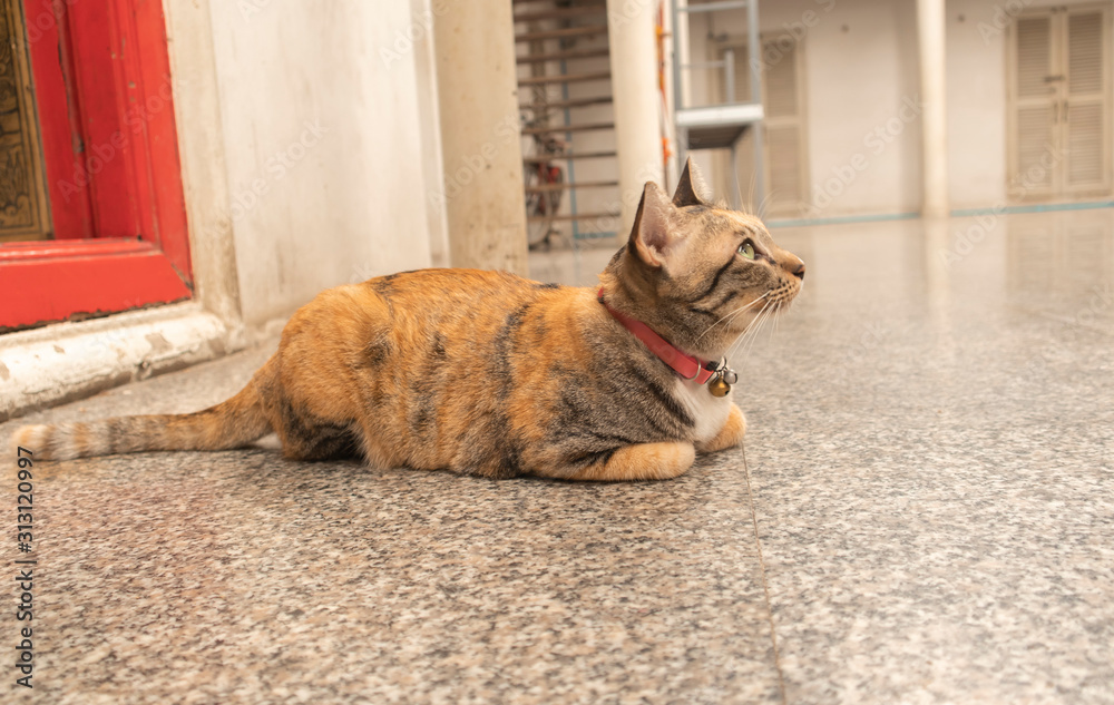 The brown cat has a pattern lying down on the temple grounds. The brown cat has a pattern lying down on the temple grounds.