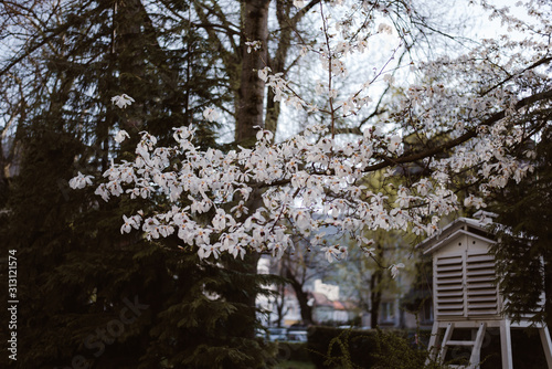 white flowers in spring