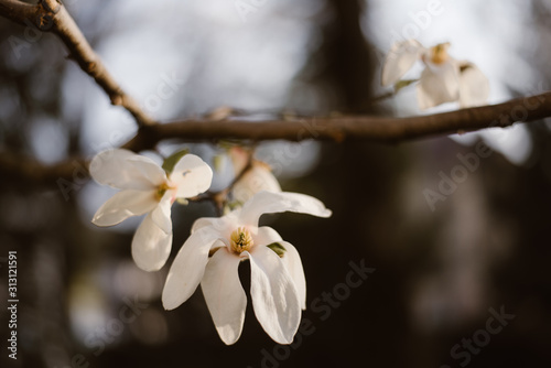 white flowers in spring