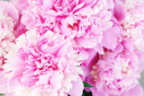 beautiful pink peony flower background. Close up