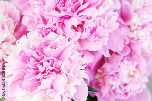 beautiful pink peony flower background. Close up