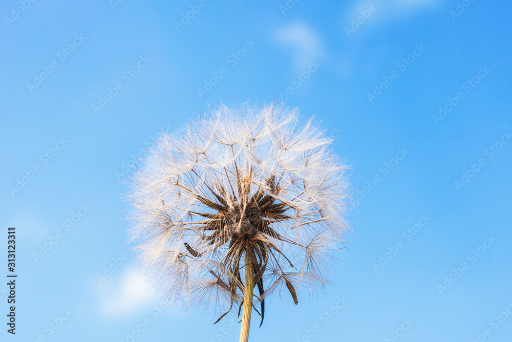 Dandelion against blue sky. Mature dandelion. Summer flower