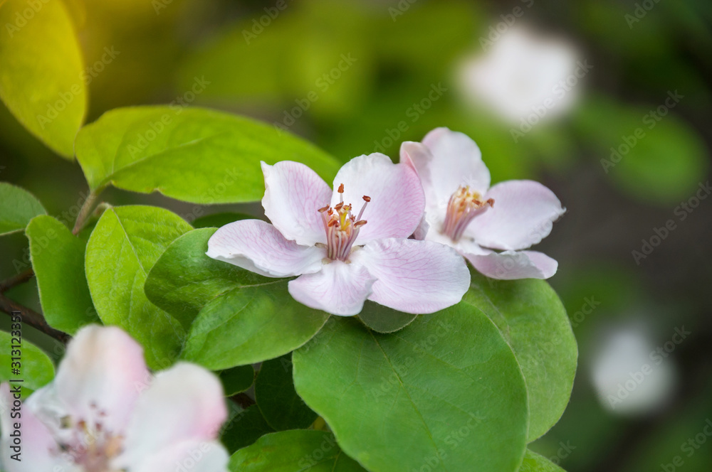Quince flower close-up on a branch with leaves. Blooming quince fruit tree in the garden. Quince flower close-up on a branch with leaves. Blooming quince fruit tree in the garden.