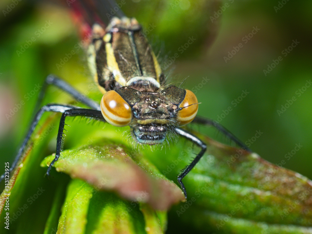 Large Red Damselfly newly emerged in a pond Large Red Damselfly newly emerged in a pond