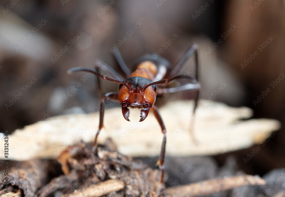 big forest ants in a native habitat