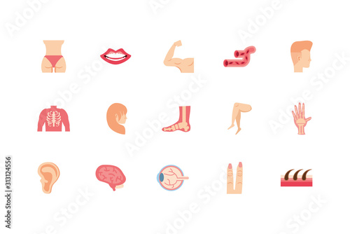 Isolated human body icon set vector design