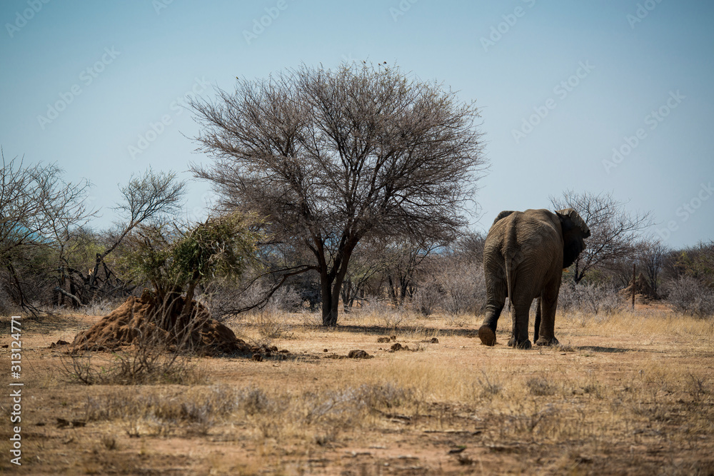 Fototapeta premium Elephant in Africa