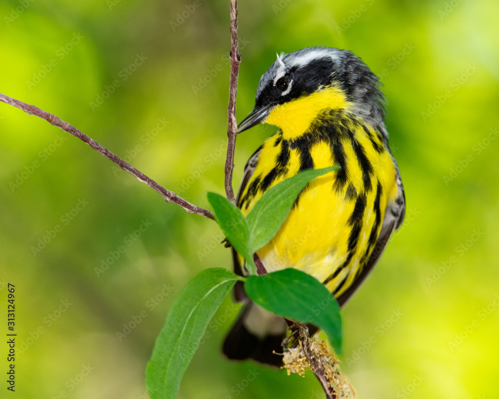 Fototapeta premium MageeMarchImages