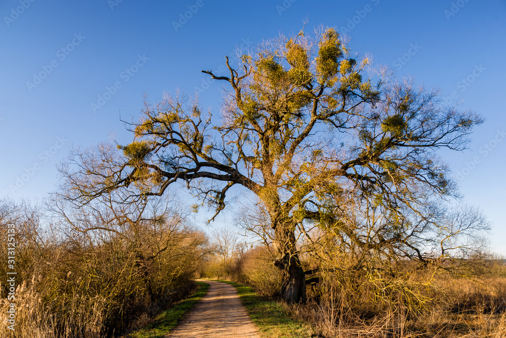 Zalew w Supraślu, grobla, stare drzewa, Podlasie, Polska Zalew w Supraślu, grobla, stare drzewa, Podlasie, Polska