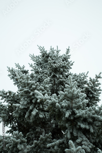 Hoar frost on a winter day