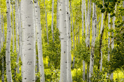 Foto Forest with Aspen trees, Utah USA