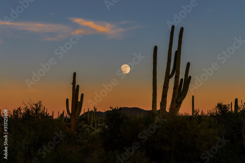 Moon Rising Over Saguaro National Park West, Arizona