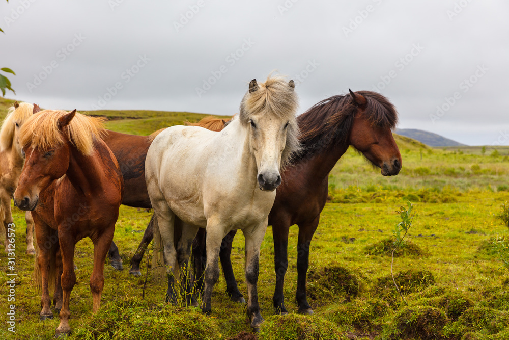 Icelandic horses grazing on field against sky