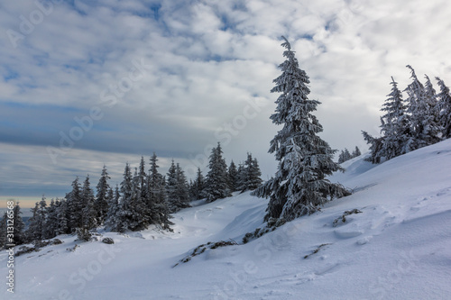 Snow-covered trees in the Giant Mountains, Poland © Artur Bociarski