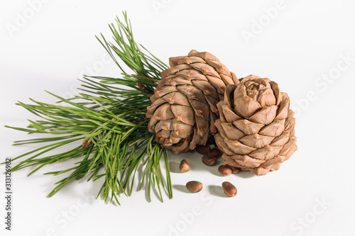 close-up, isolate cedar cones with branches and nuts