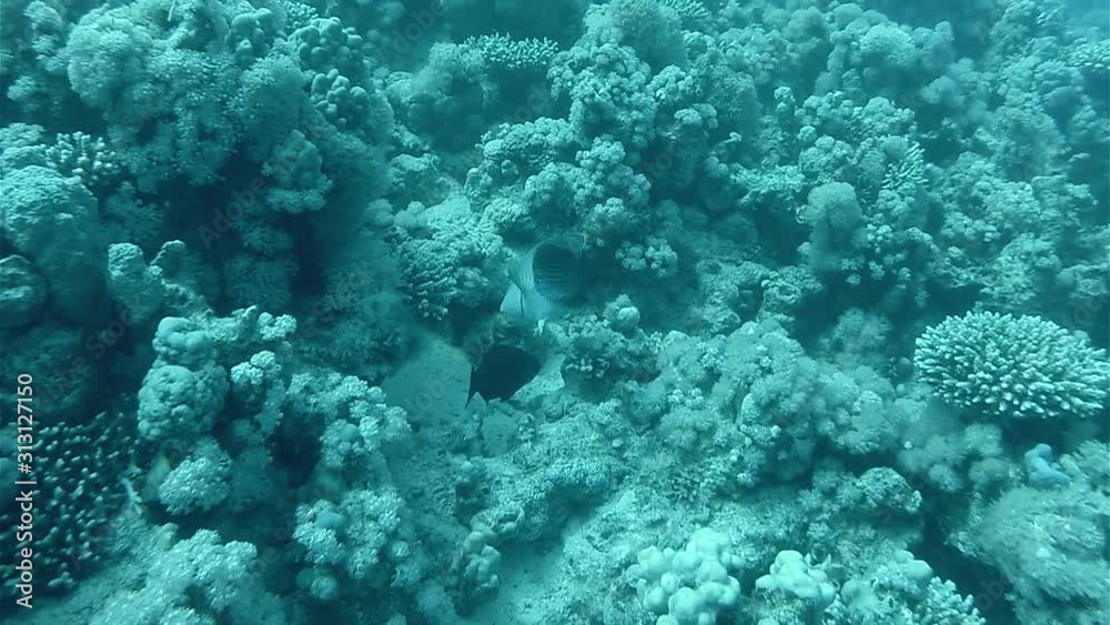 Tropical Fish Swimming Near Corals Tropical Fish Swimming Near Corals