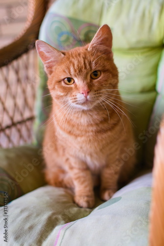 portrait of a beautiful orange cat