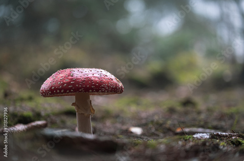 big fly agaric close up in a forest 1