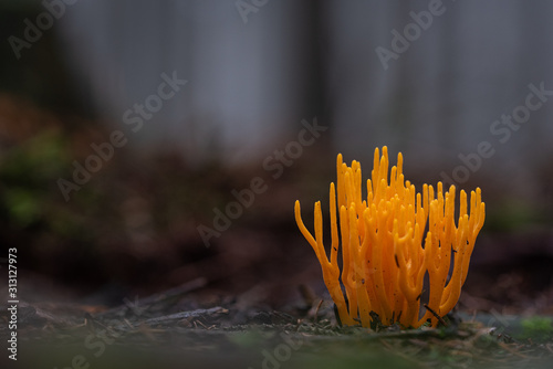 gold and yellow coral mushroom on the forest floor photo