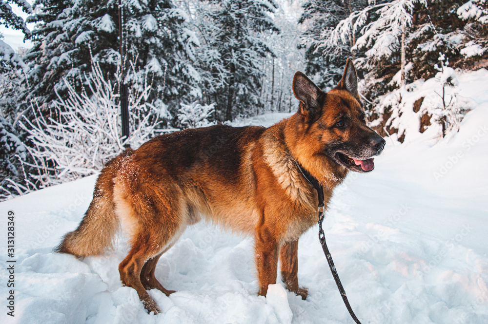 Close up picture of German shepherd dog in Scandinavian winter. Lots of snow, trees in a sinset.
