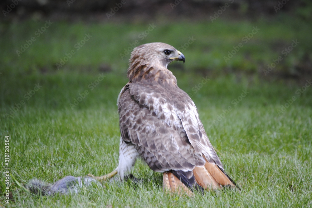 Obraz premium Red tailed Hawk