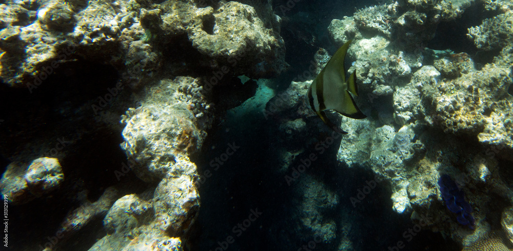 Fototapeta premium A bat fish swimming in the sea