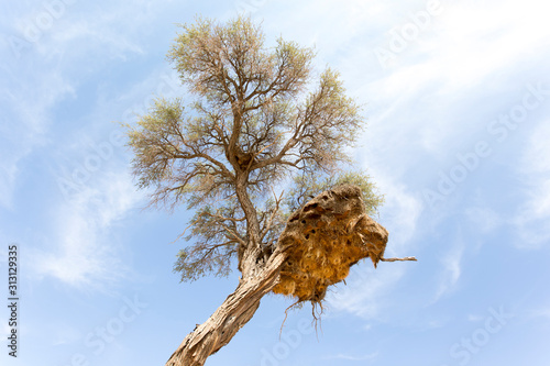 Big Weavers nest on a tree